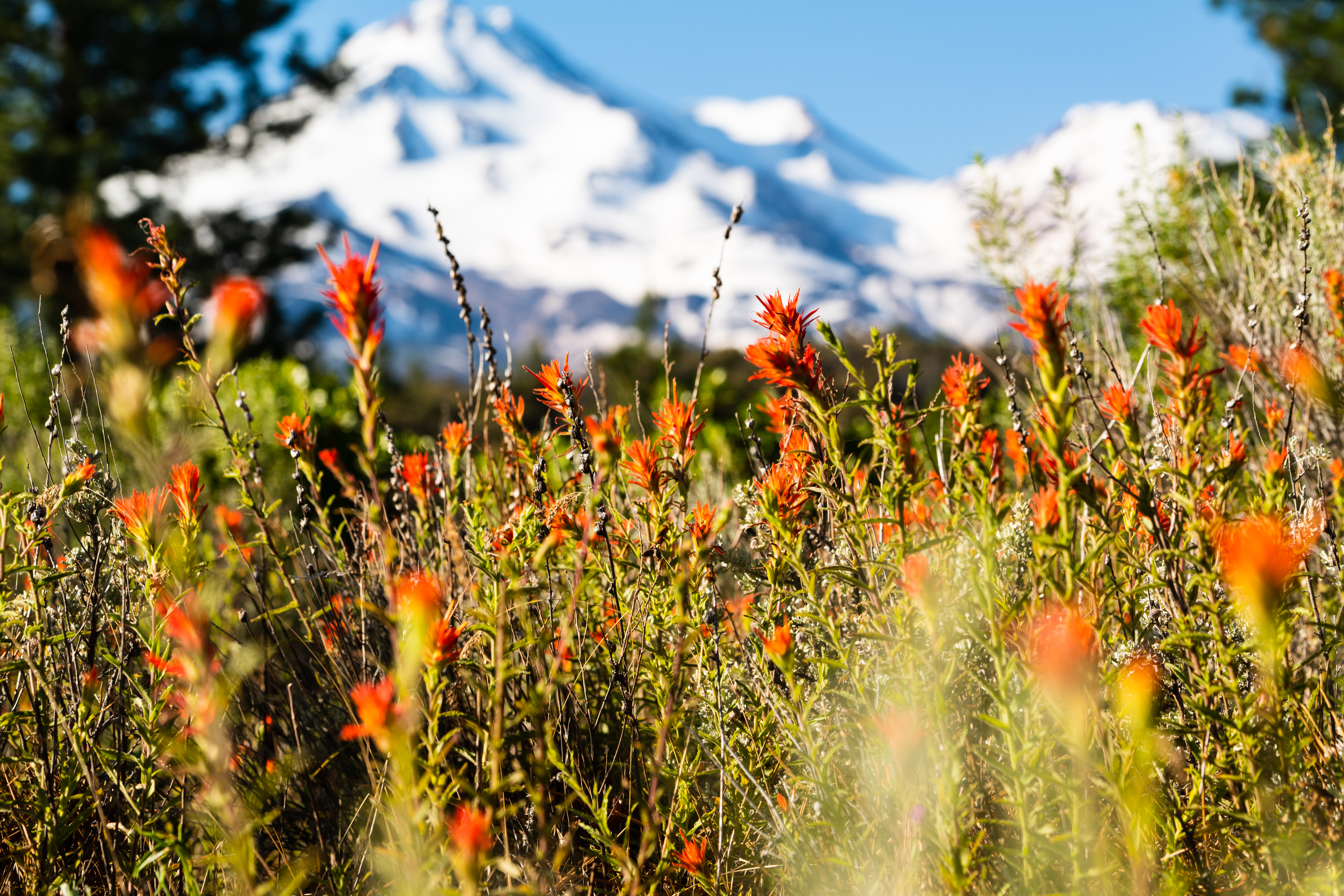 California wildflowers are shown growing in the foreground with Mount Shasta in the distance in this undated image provided by Discover Siskiyou.
