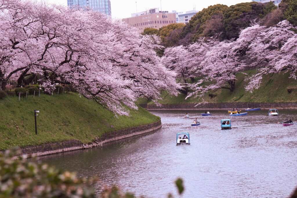 Boaters float past rows of pink cherry blossoms on Chidorigafuchi Moat in Tokyo, Japan. (Keshab Besnet/Pexels)