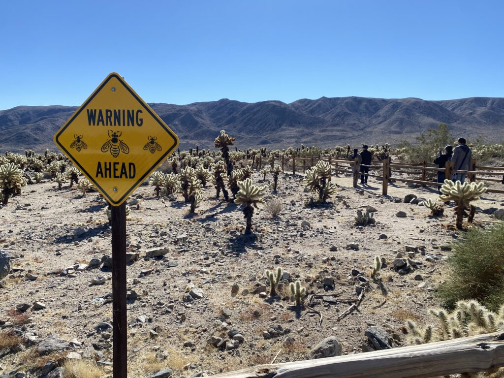 A bee warning sign is seen at Cholla Cactus Garden in Joshua Tree National Park in this January 2022 photo. Americans are rethinking their summer travel plans, research shows. (Travis Schlepp/Rabblenews.com)