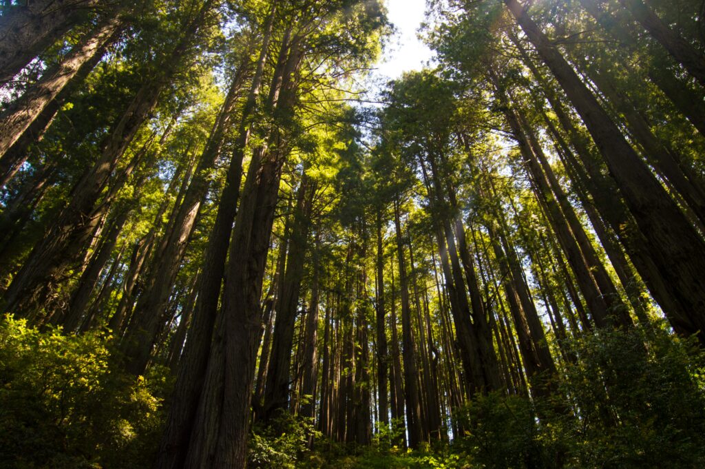 Towering redwood trees in California are seen in this undated photo from Pexels.com