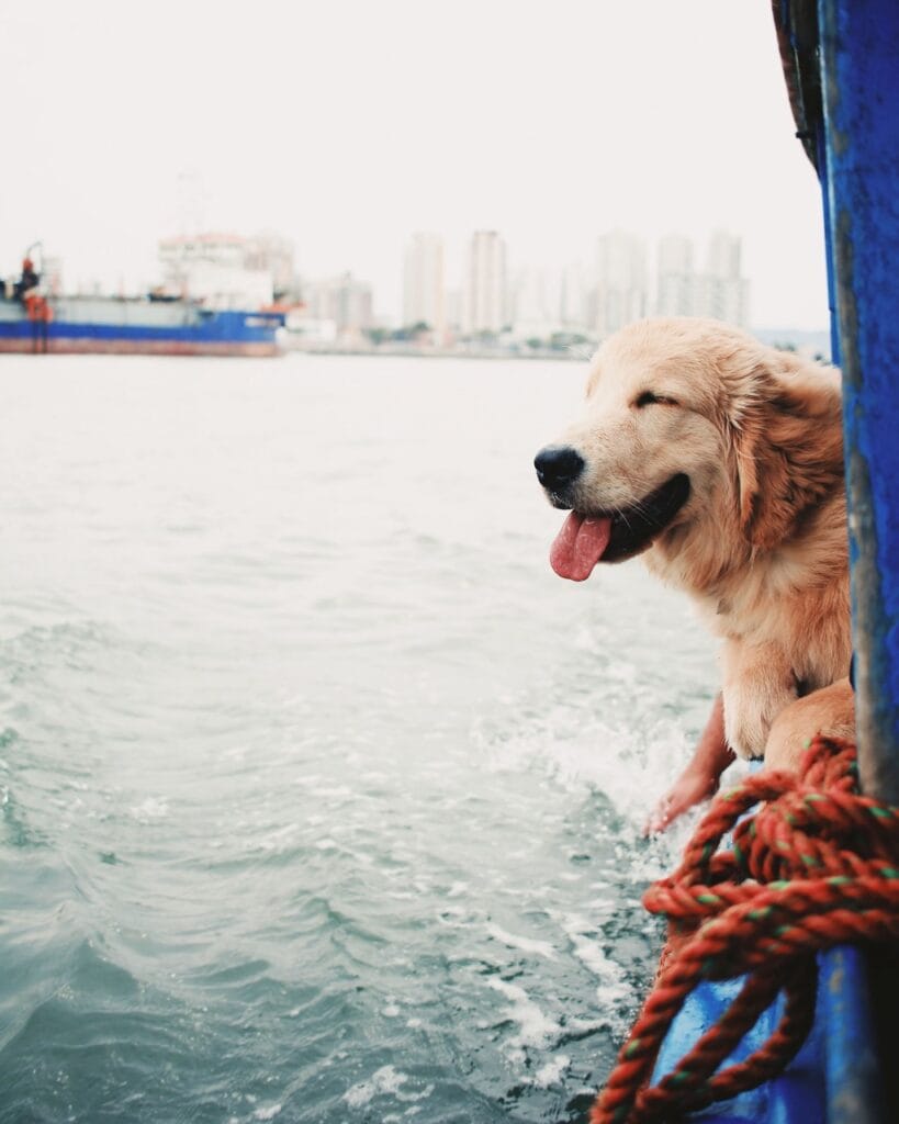 Startup selling residential space on cruise ship with availability for dog owners A dog enjoys the ocean air in this undated image from Pexels.com; Dogs are now welcome aboard a planned residential cruise ship called Fable Voyages.