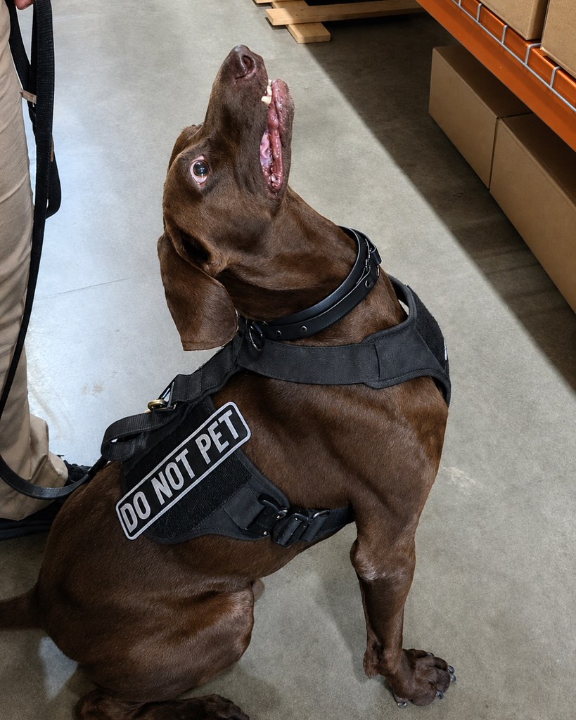 This image from the Transportation Security Administration shows Bolt, a 4-year-old German shorthair pointer who was named the agency's 2026 Cutest Canine. (TSA)
