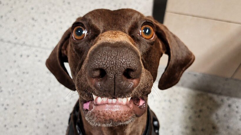 TSA bomb-sniffing dog named agency’s ‘cutest canine’ for 2026 This image from the Transportation Security Administration shows Bolt, a 4-year-old German shorthair pointer who was named the agency's 2026 Cutest Canine. (TSA)