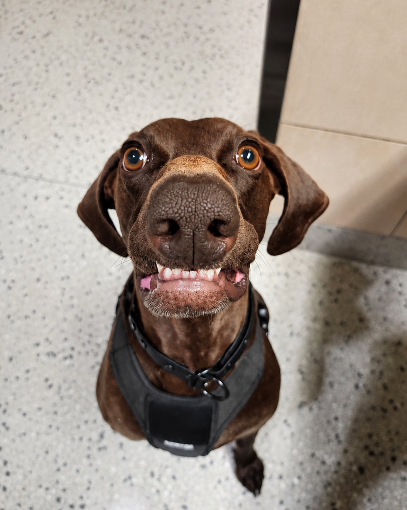 This image from the Transportation Security Administration shows Bolt, a 4-year-old German shorthair pointer who was named the agency's 2026 Cutest Canine. (TSA)