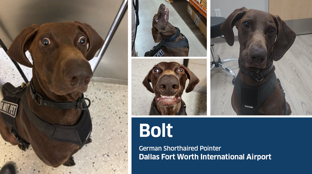 This image from the Transportation Security Administration shows Bolt, a 4-year-old German shorthair pointer who was named the agency's 2026 Cutest Canine. (TSA)